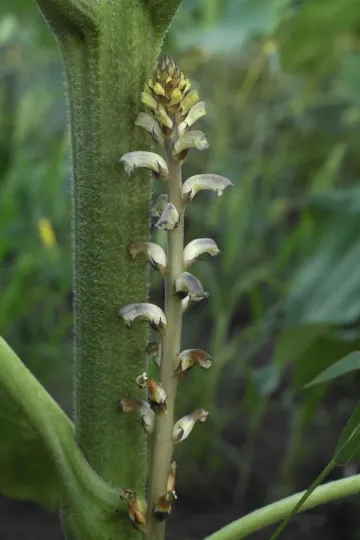 Sunflower broomrape