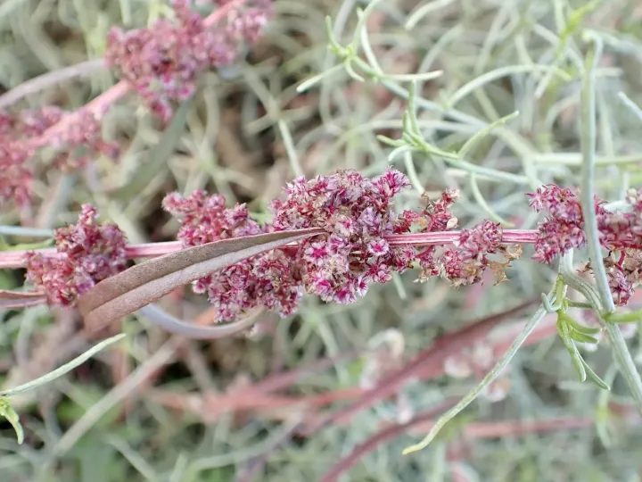 Fringed amaranth