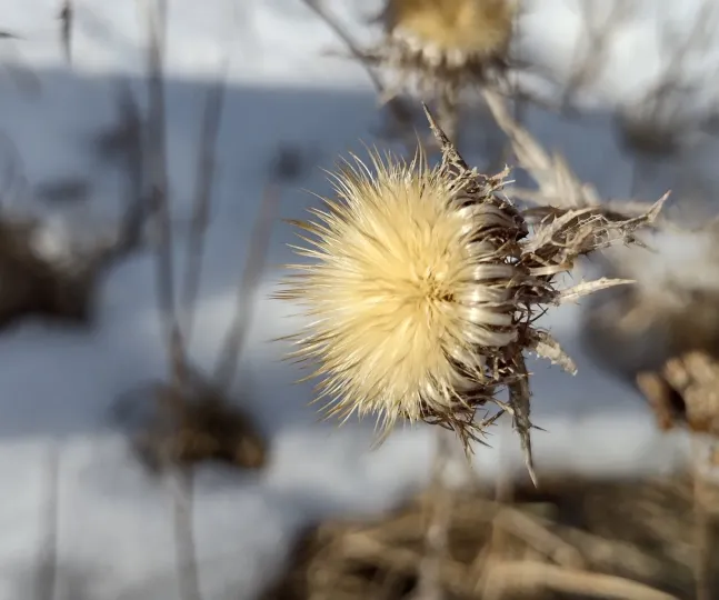Carline thistle