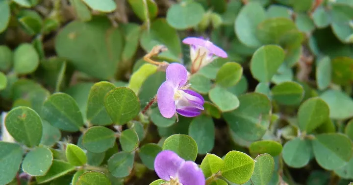 Desmodium triflorum