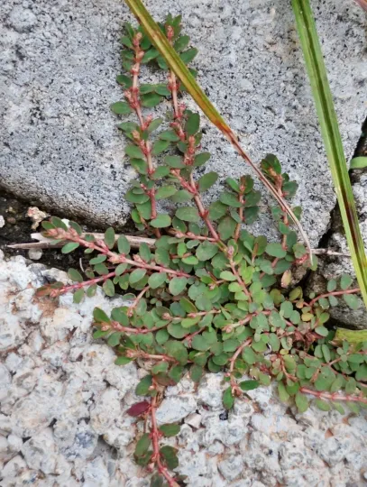 Prostrate spurge