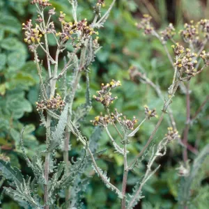 Erechtites arguta