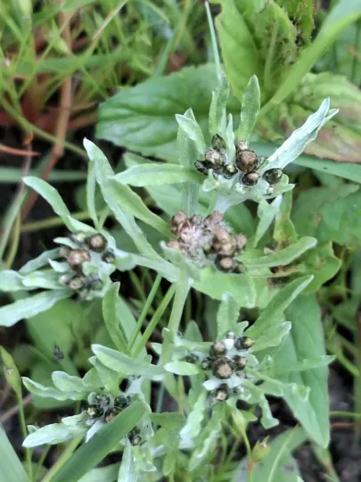 Marsh cudweed