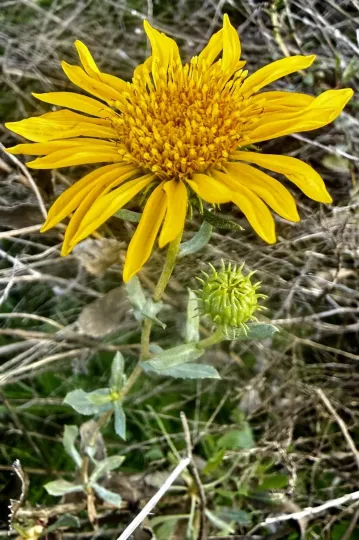 Grindelia