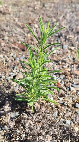 Dittrichia graveolens