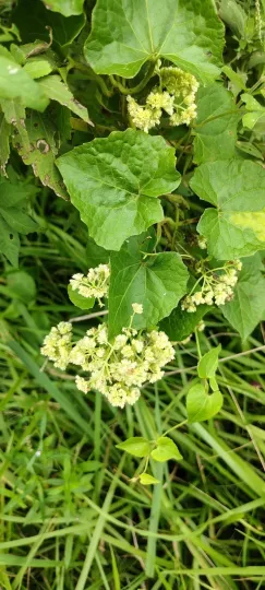 Mikania cordifolia