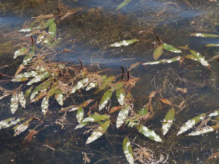 Malay pondweed