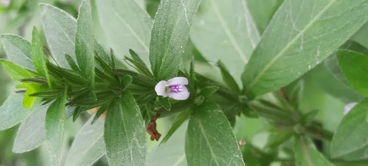 Hygrophila lacustris