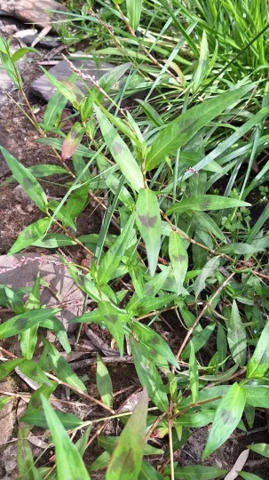Persicaria decipiens