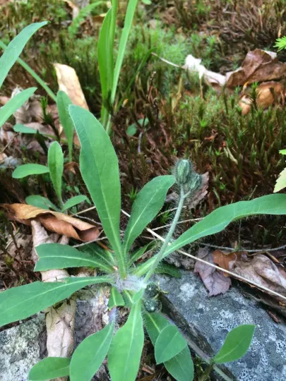 Creeping hawkweed