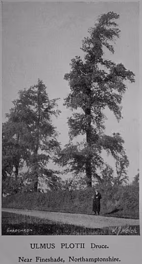 Plot's elm