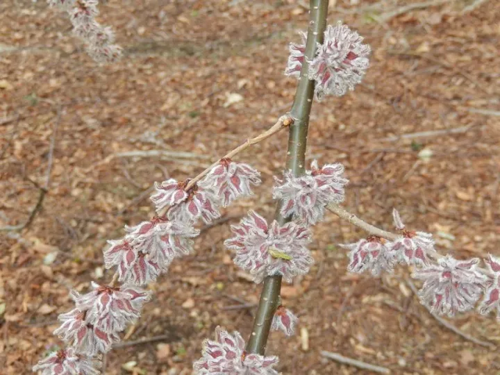 Himalayan elm