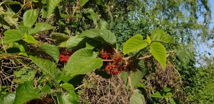 Урера помаранчева