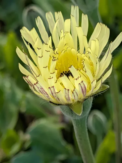 Urospermum dalechampii