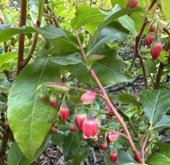 Caucasian whortleberry