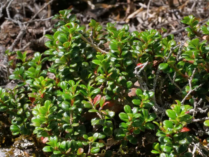 Vaccinium delavayi