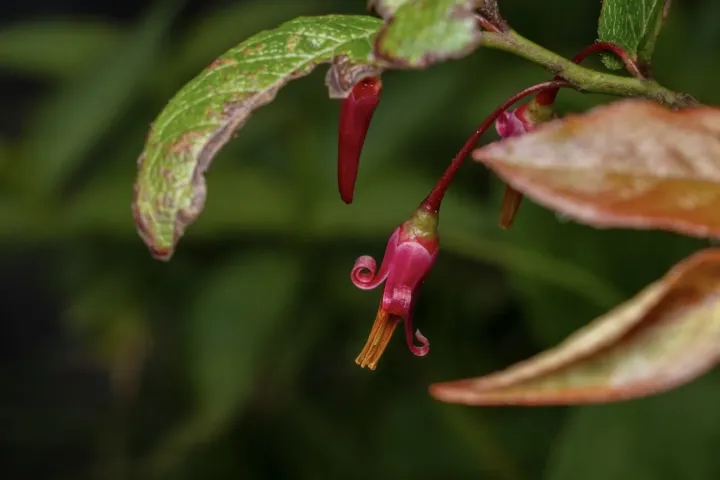 Southern mountain cranberry