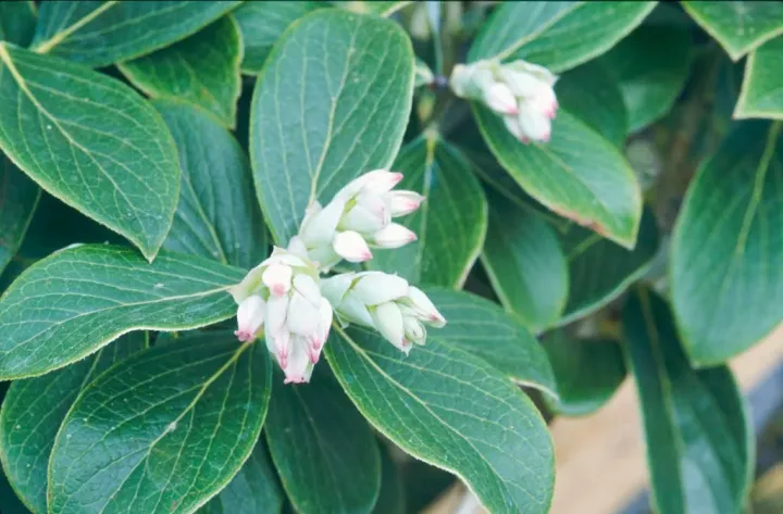 Glaucoalbum blueberry