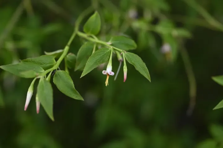 Japanese blueberry