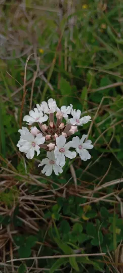 Glandularia platensis