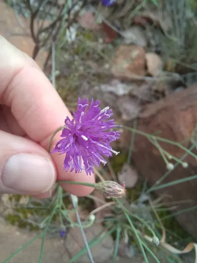 Vernonia poskeana