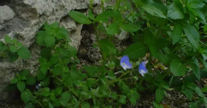 Veronica syriaca