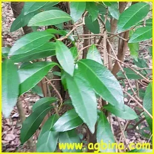 Hazel-leaf viburnum
