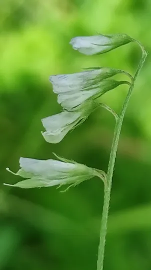 Hairy vetch
