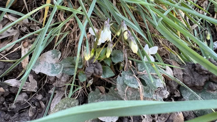 White violet