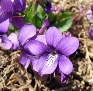Philippine violet