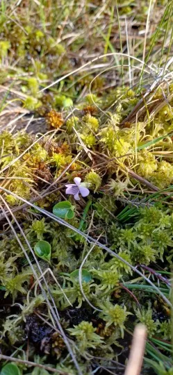 Marsh violet