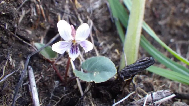 Viola sieboldii