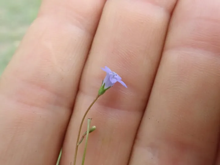 Wahlenbergia gracilis