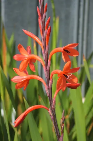 Watsonia fulgens
