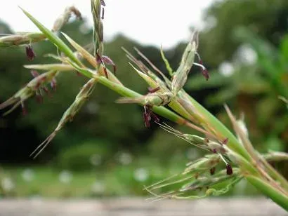 Cymbopogon goeringii