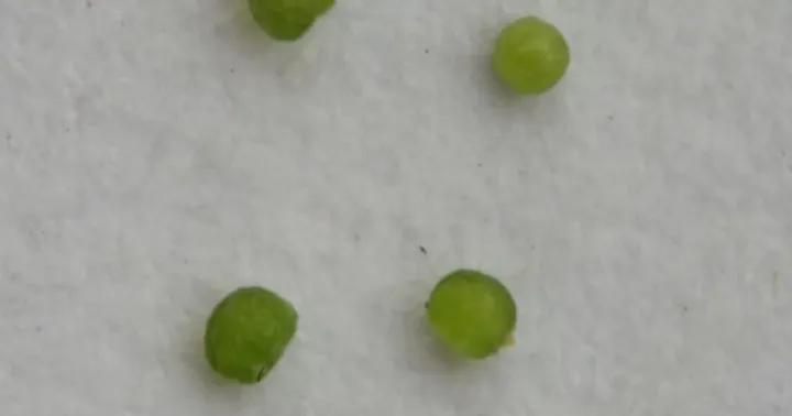 Wolffia microscopia