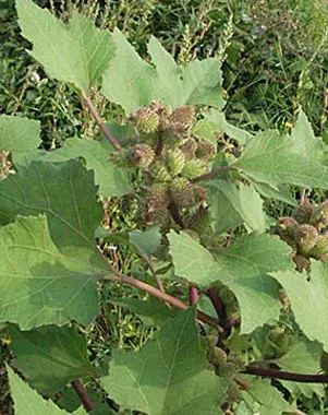 Xanthium albinum