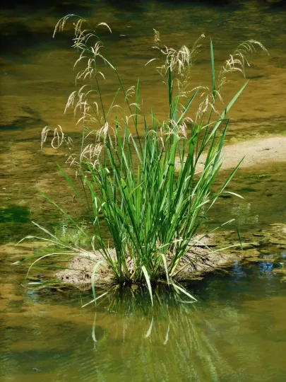 Southern wildrice