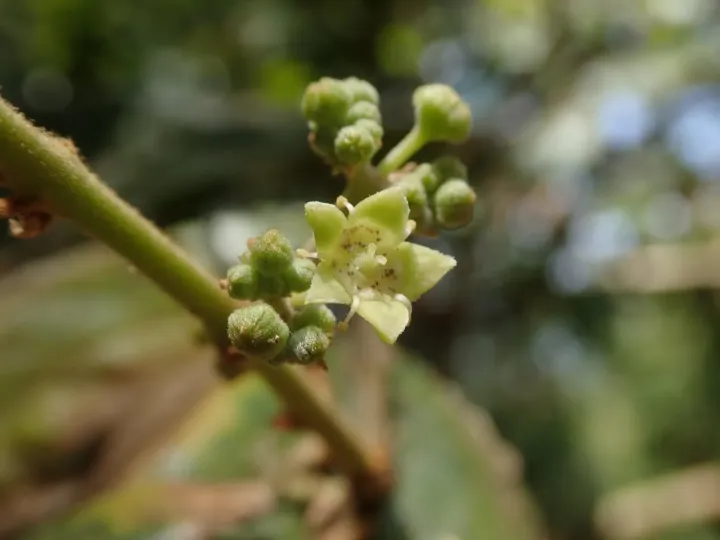 Ziziphus rugosa
