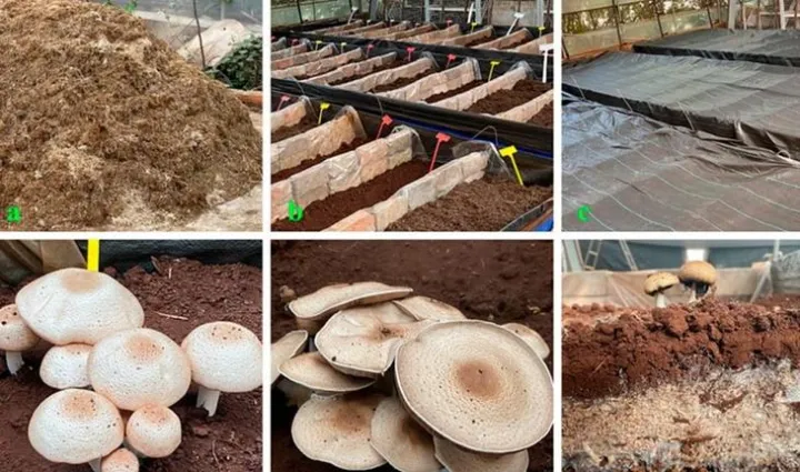 Agaricus blazei