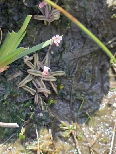 Pale butterwort