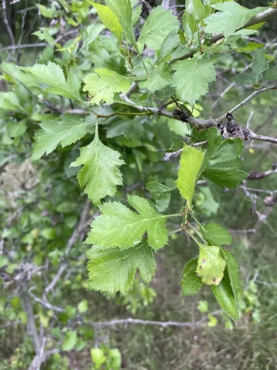 Green hawthorn