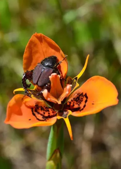 Babiana villosa