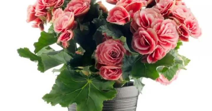 Begonia hybrids