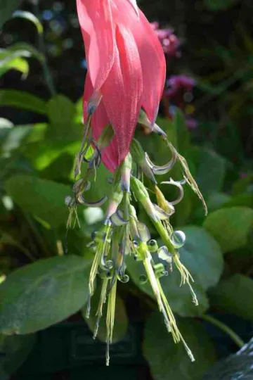 Billbergia decora