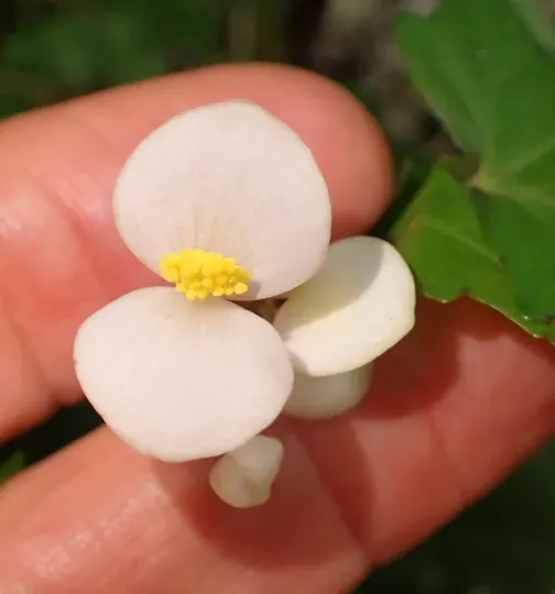 Begonia dregei