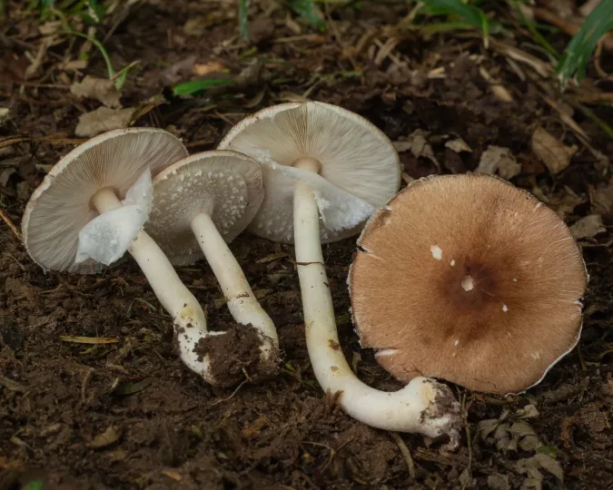 Almond mushroom