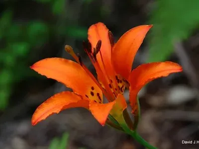 Лилия американская