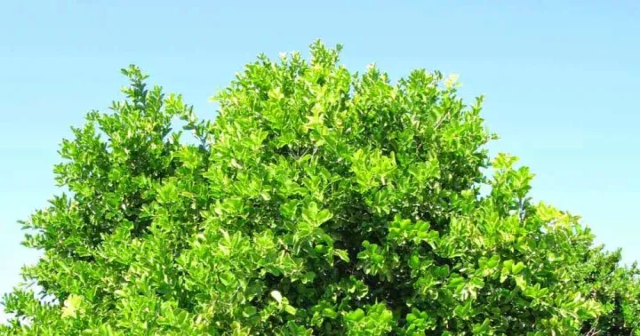 Pamburus