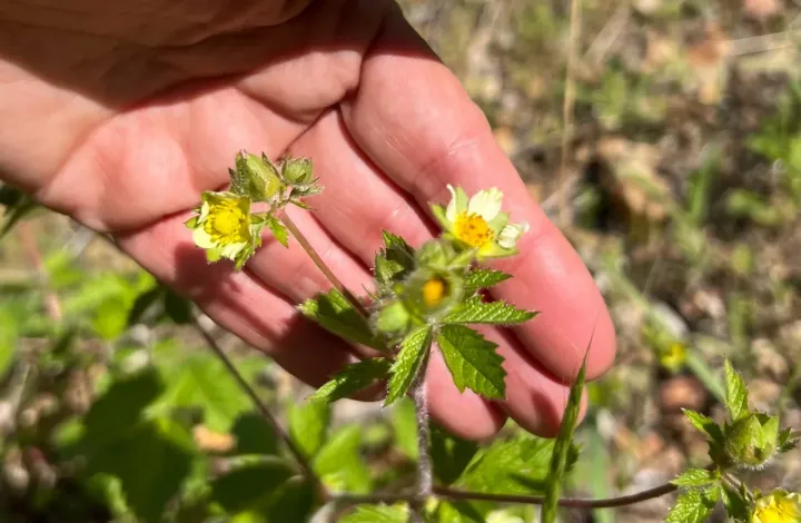 Sticky cinquefoil